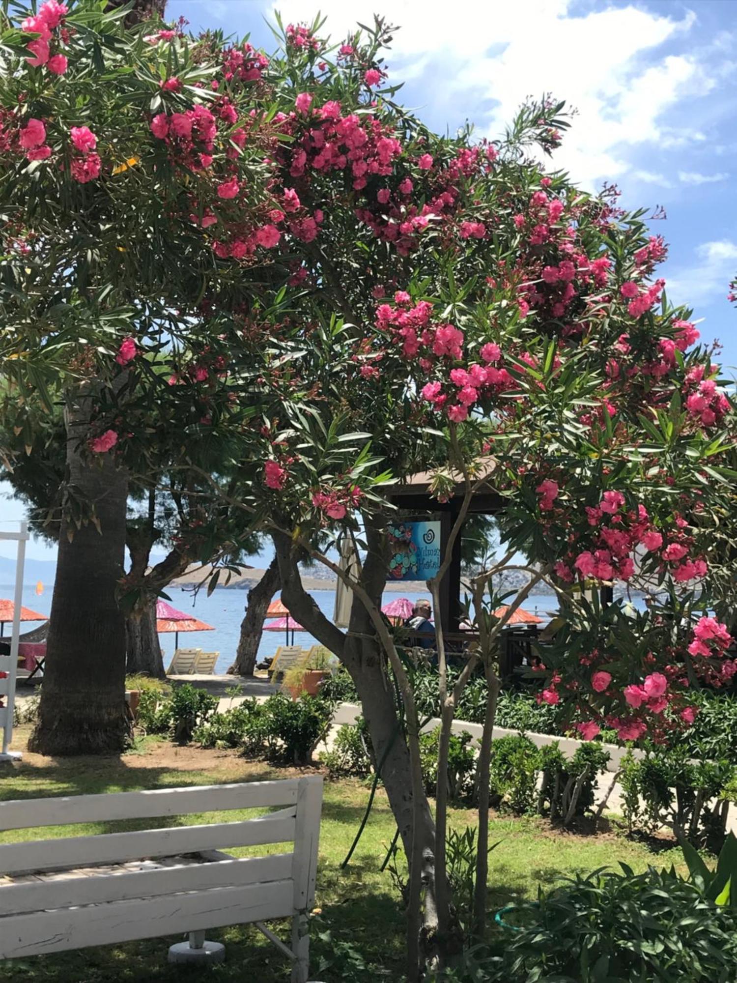Yilmaz Hotel Ortakent Esterno foto